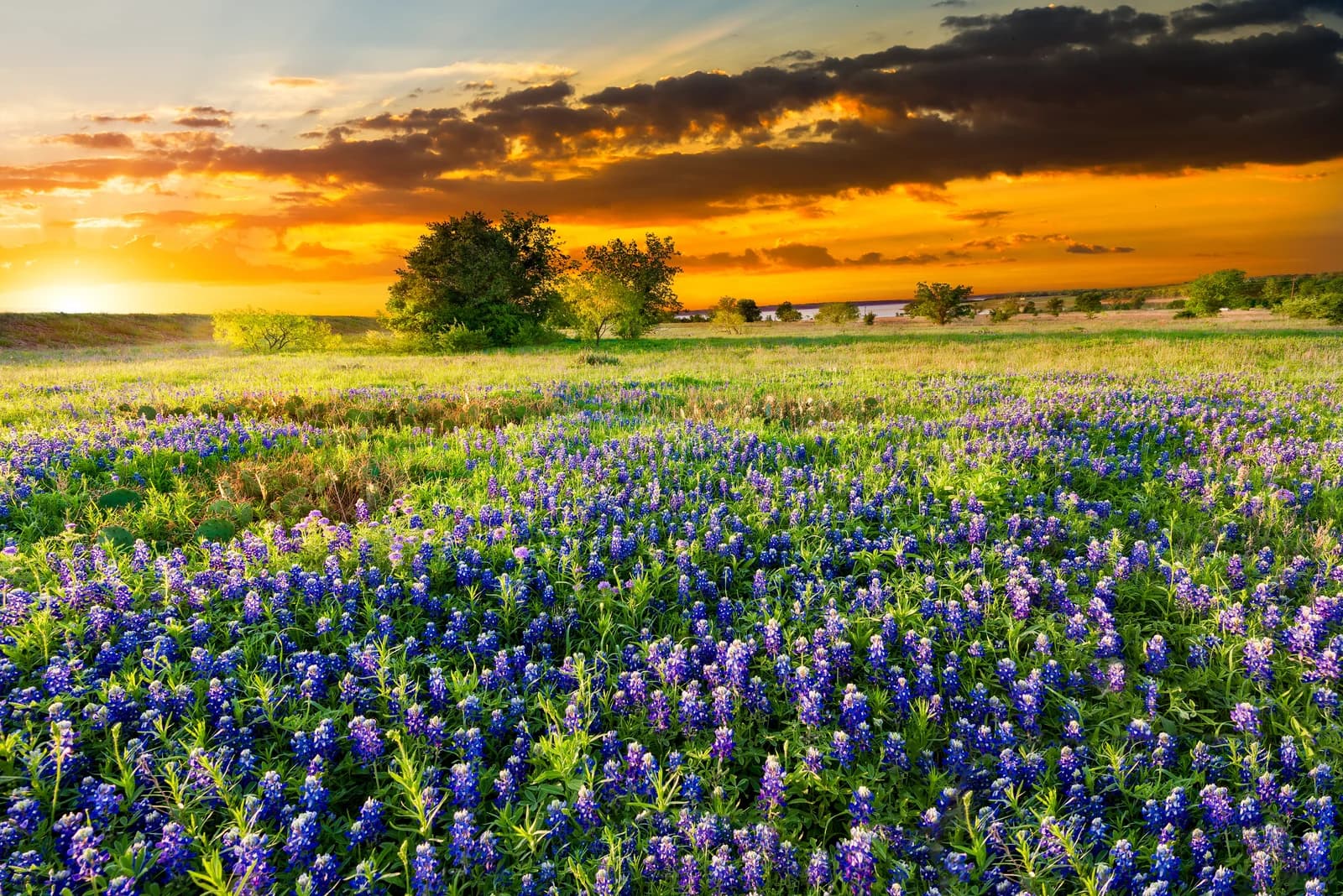 Texas bluebonnet field at sunrise